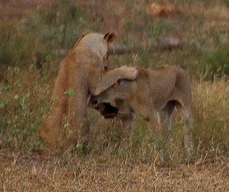 hungriger Löwe im Kanderi Swamp, Tsavo Ost