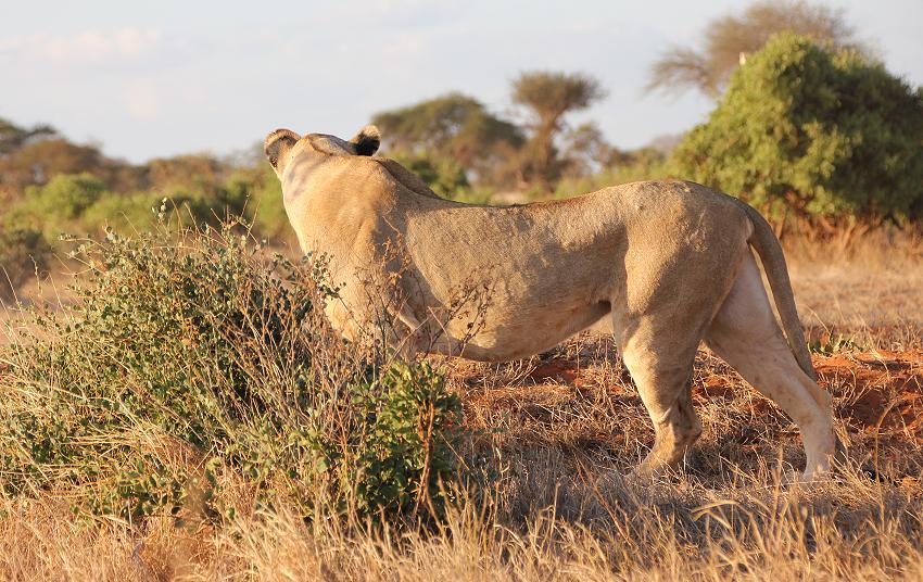 Sonnenuntergang im Tsavo Ost