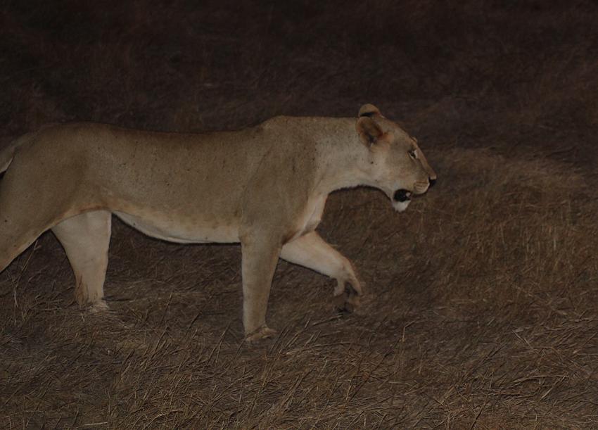 jagende Löwen im Tsavo