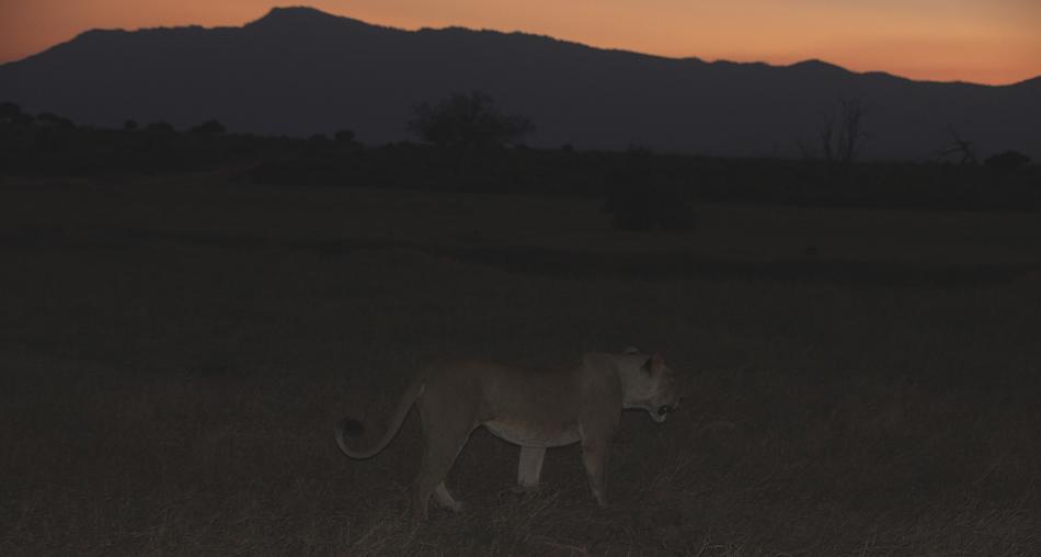 jagende Löwen im Tsavo