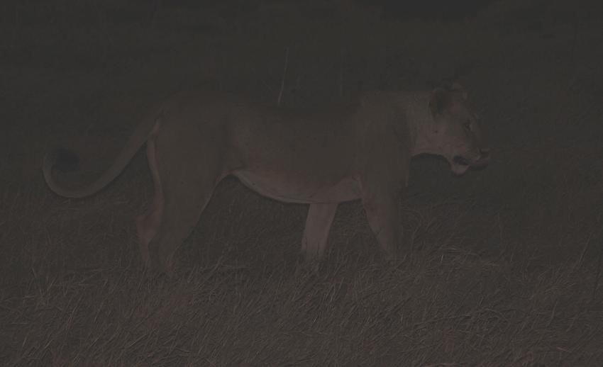 jagende Löwen im Tsavo
