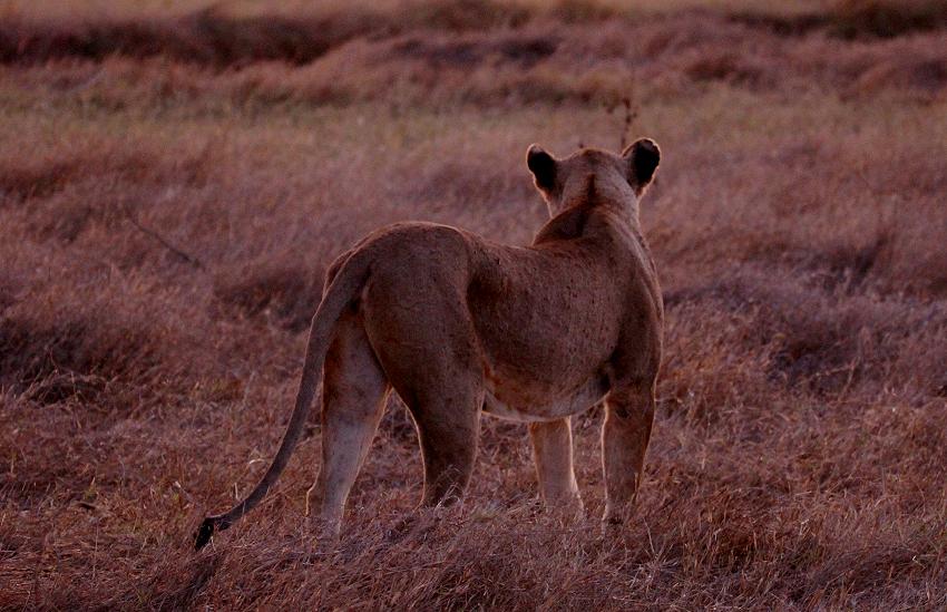 jagende Löwen im Tsavo