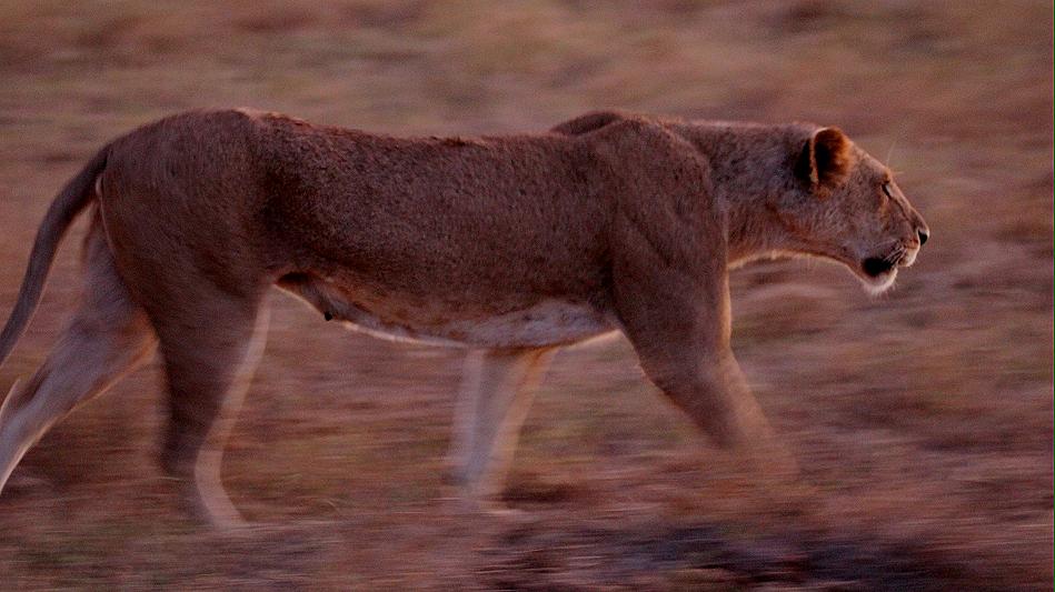 jagende Löwen im Tsavo
