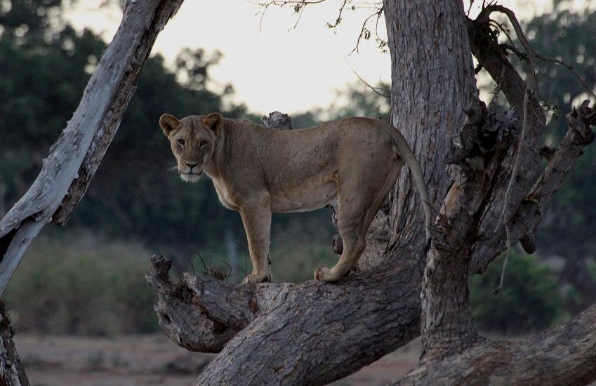 hungriger Löwe im Kanderi Swamp, Tsavo Ost