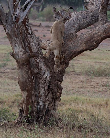hungriger Löwe im Kanderi Swamp, Tsavo Ost