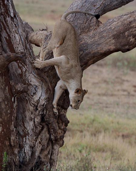 hungriger Löwe im Kanderi Swamp, Tsavo Ost