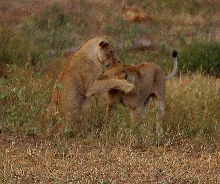 hungriger Löwe im Kanderi Swamp, Tsavo Ost