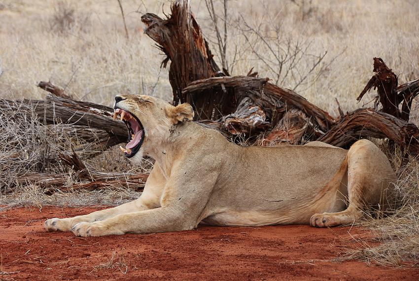 Game Drive im Ngutuni Reservat