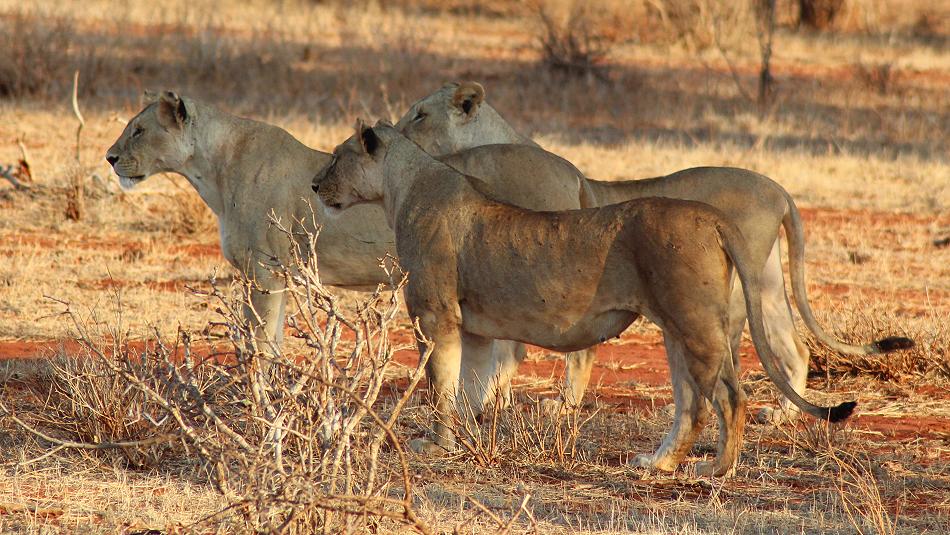 Löwen Fährte im Ngutuni Reservat