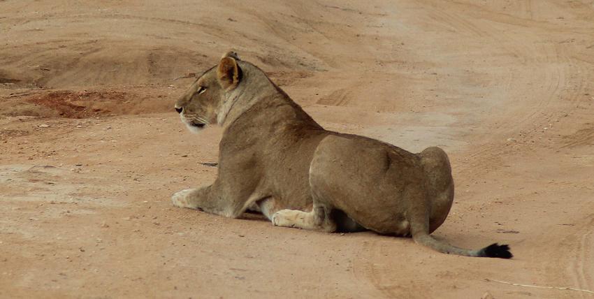 jagende Löwen im Tsavo Ost, Kanderi Swamp