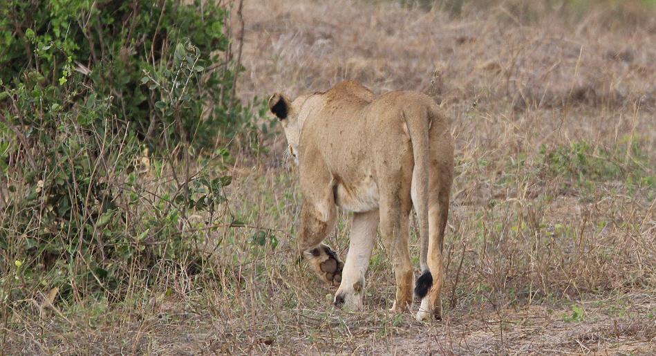 jagende Löwen im Tsavo Ost, Kanderi Swamp