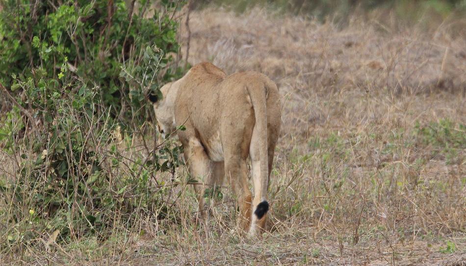 jagende Löwen im Tsavo Ost, Kanderi Swamp