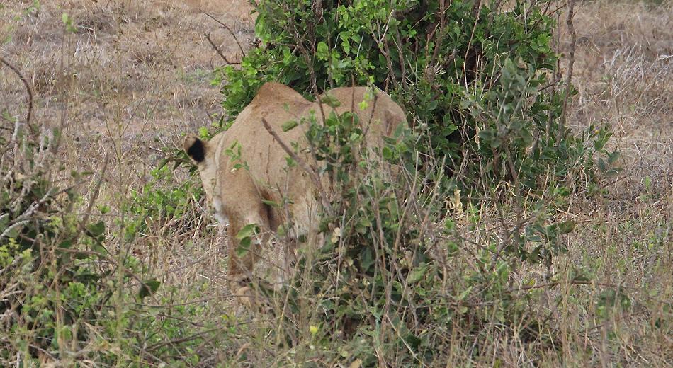 jagende Löwen im Tsavo Ost, Kanderi Swamp