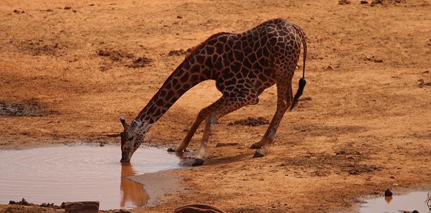 Mudanda Rock - Tsavo Ost