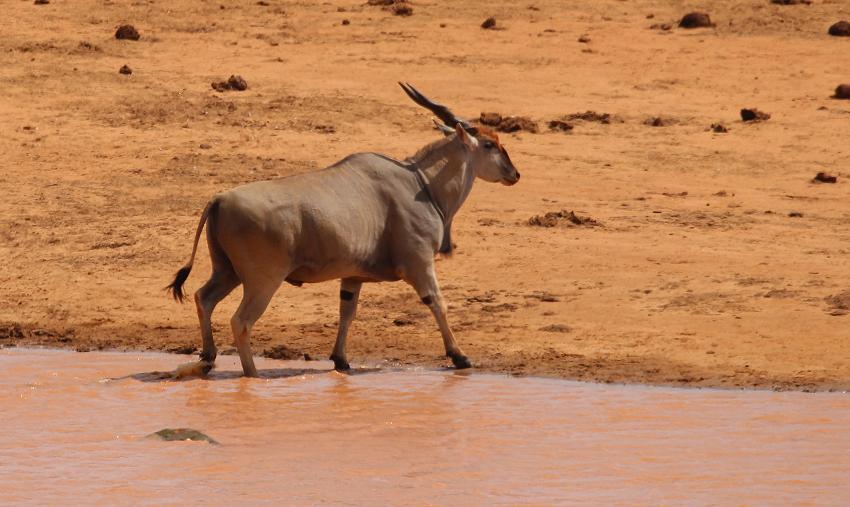 Mudanda Rock - Tsavo Ost
