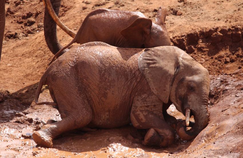 Mudanda Rock - Tsavo Ost