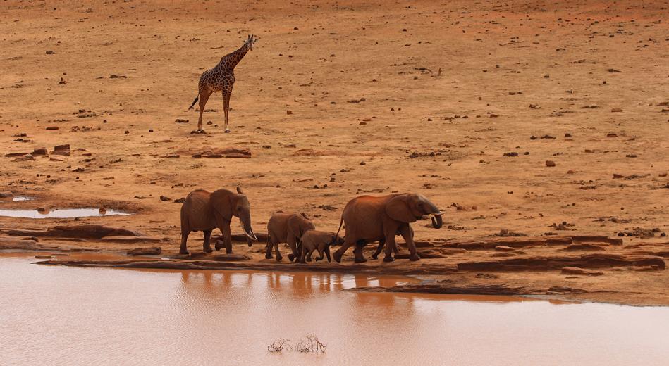 Mudanda Rock - Tsavo Ost