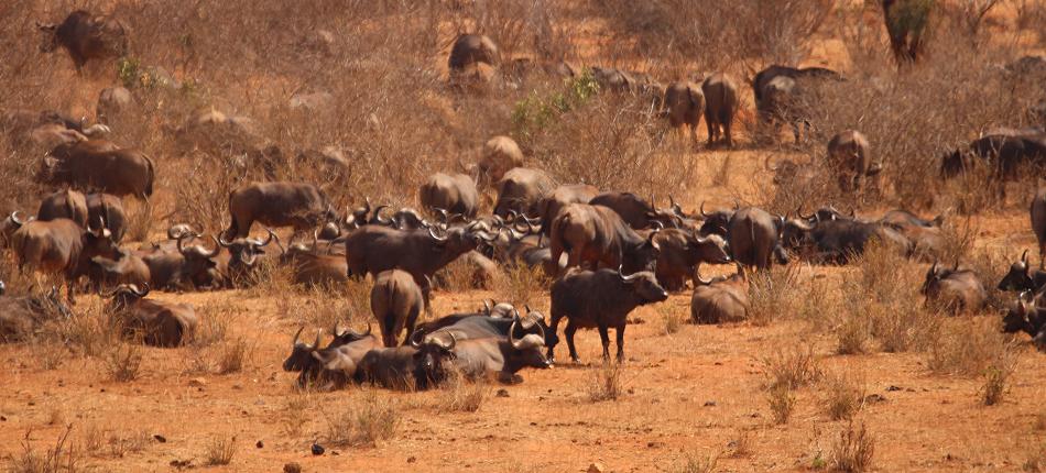 Mudanda Rock - Tsavo Ost