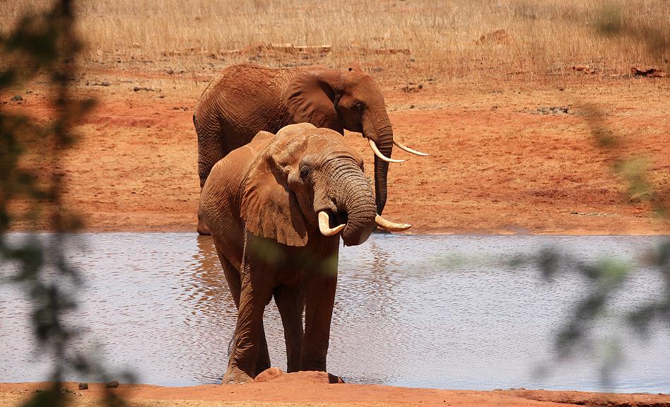 Ngutuni Lodge - Ngutuni Reservat - Tsavo Ost