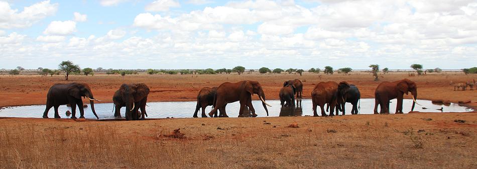 Ngutuni Lodge - Ngutuni Reservat - Tsavo Ost