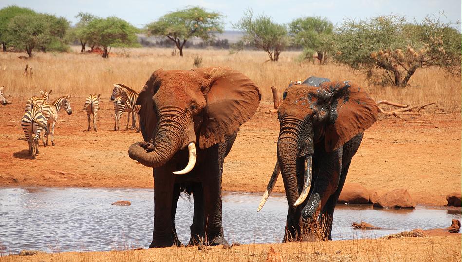 Ngutuni Lodge - Ngutuni Reservat - Tsavo Ost