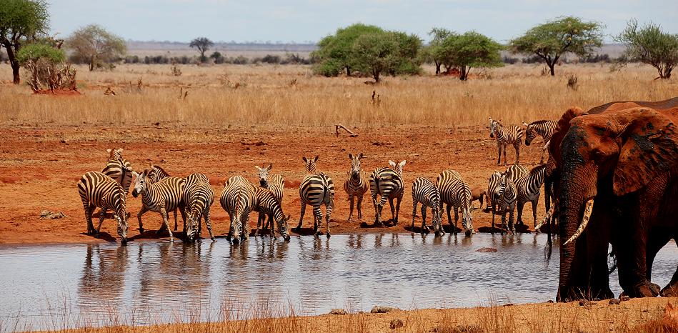 Ngutuni Lodge - Ngutuni Reservat - Tsavo Ost