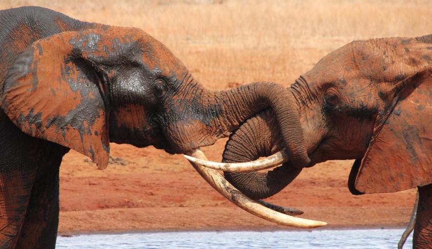 Ngutuni Lodge - Ngutuni Reservat - Tsavo Ost