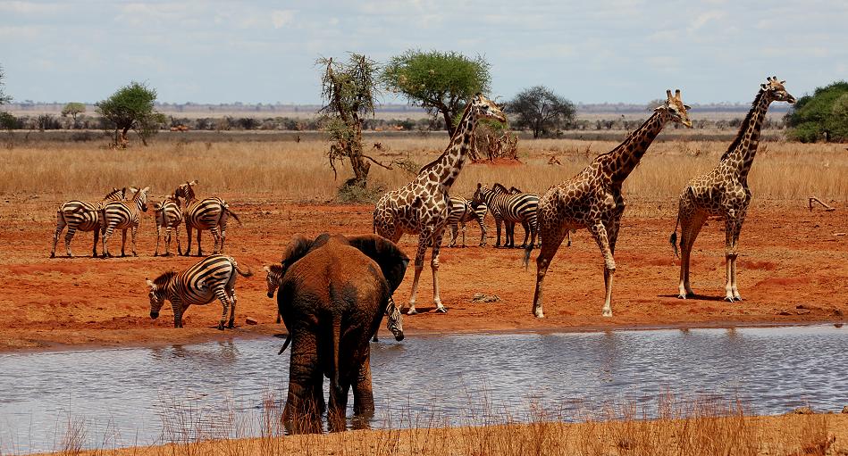 Ngutuni Lodge - Ngutuni Reservat - Tsavo Ost