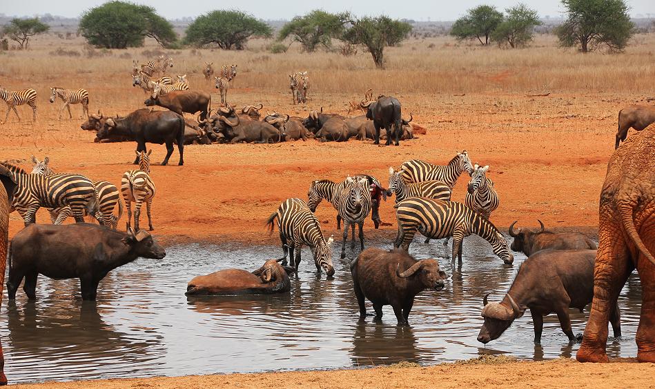 Ngutuni Lodge und Wasserstelle