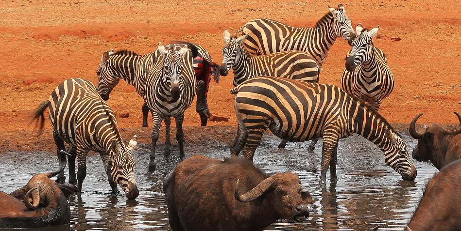 Ngutuni Lodge und Wasserstelle