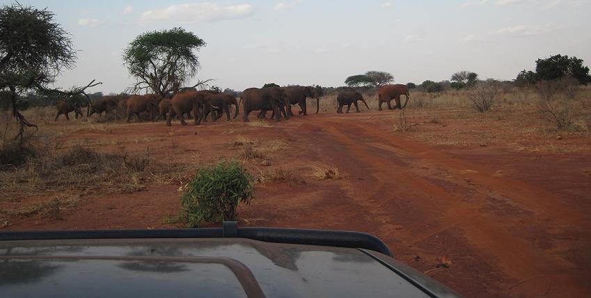 Game Drive im Ngutuni Reservat