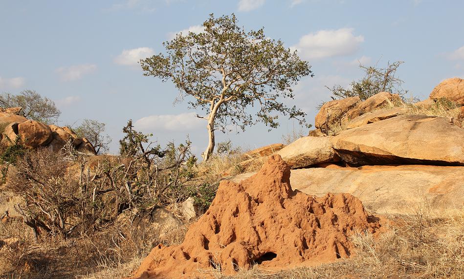 Ngutuni Hill