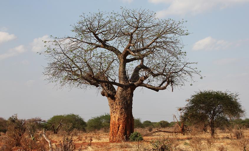 Baobab im Ngutuni Reservat