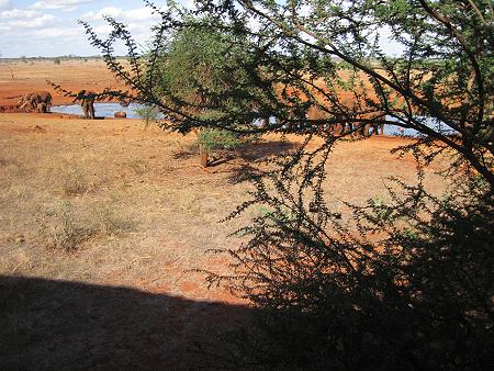 Ngutuni Lodge - Ngutuni Reservat - Tsavo Ost
