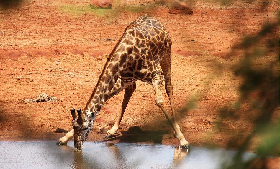 Ngutuni Lodge - Ngutuni Reservat - Tsavo Ost