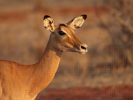 Impala