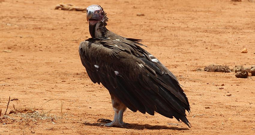 Ohrengeier im Tsavo