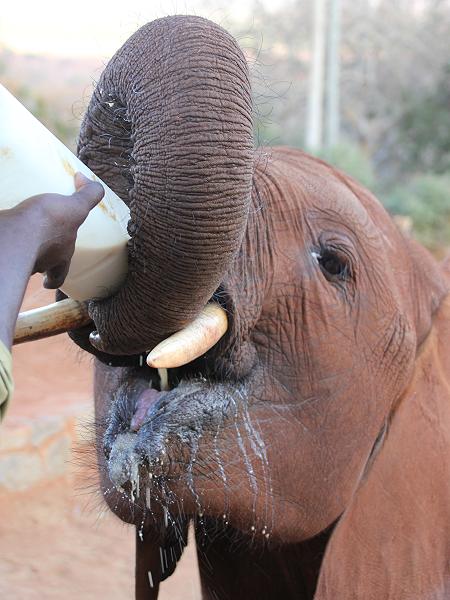 David Sheldrick Wildlife Trust - Voi Stockade - Tsavo Ost