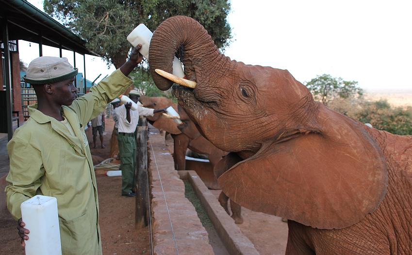 David Sheldrick Wildlife Trust - Voi Stockade - Tsavo Ost