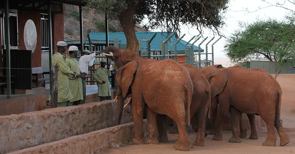 David Sheldrick Wildlife Trust - Voi Stockade - Tsavo Ost