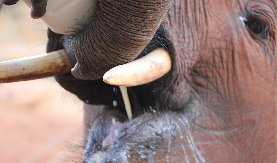 David Sheldrick Wildlife Trust - Voi Stockade - Tsavo Ost