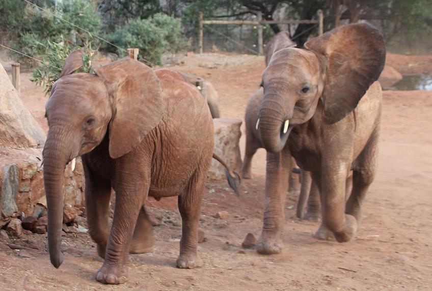 David Sheldrick Wildlife Trust - Voi Stockade - Tsavo Ost