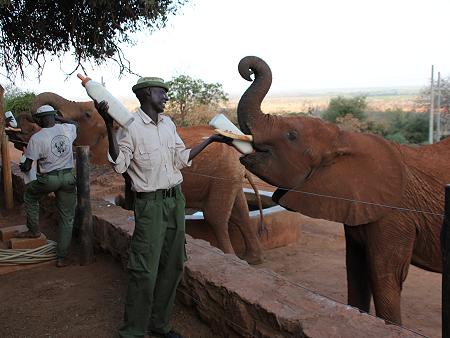 David Sheldrick Wildlife Trust - Voi Stockade - Tsavo Ost