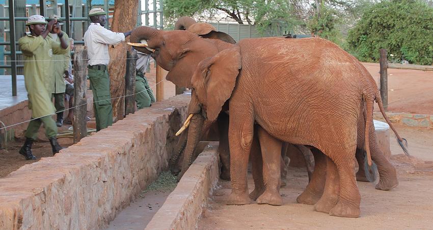 David Sheldrick Wildlife Trust - Voi Stockade - Tsavo Ost