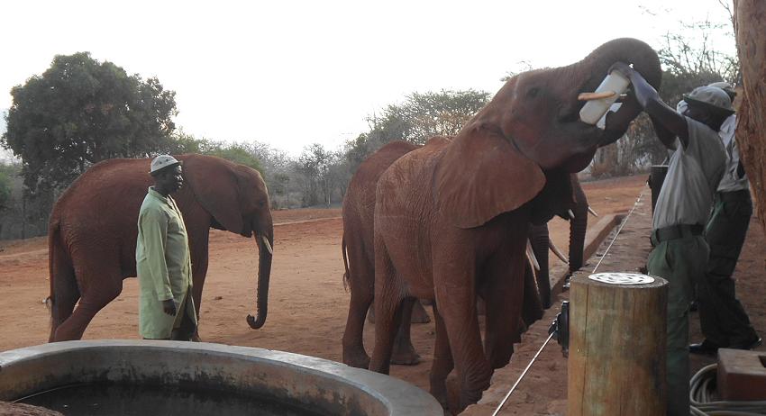 David Sheldrick Wildlife Trust - Voi Stockade - Tsavo Ost