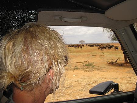 Game Drive im Tsavo Ost