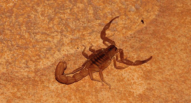 Skorpion
