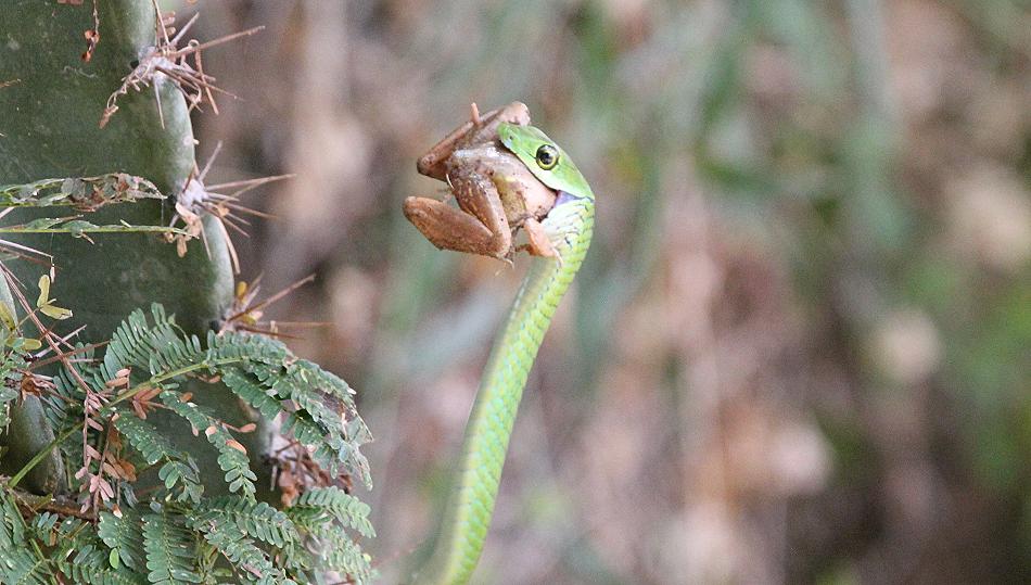 Grasnatter frißt Frosch