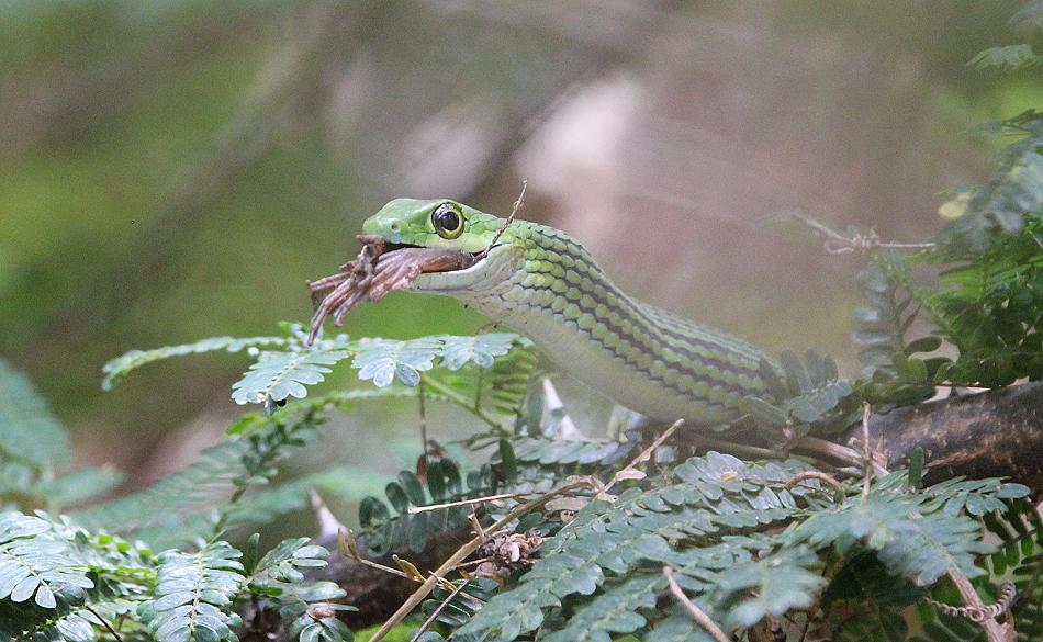 Grasnatter frißt Frosch