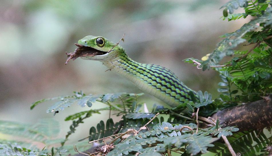 Grasnatter frißt Frosch